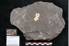 Foto (Objekt + Etikett) von Senftenbergia crenata Lindl. et H. (NHMW-GEO-2024-0188-10948)